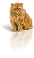 � ��������