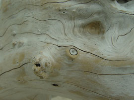 Долгая жизнь древесины | Статья от Вира-АртСтрой. Фото 017