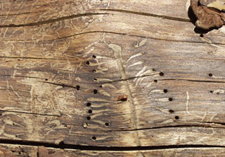 Поражение древесины и материалы для защиты. Фото 02